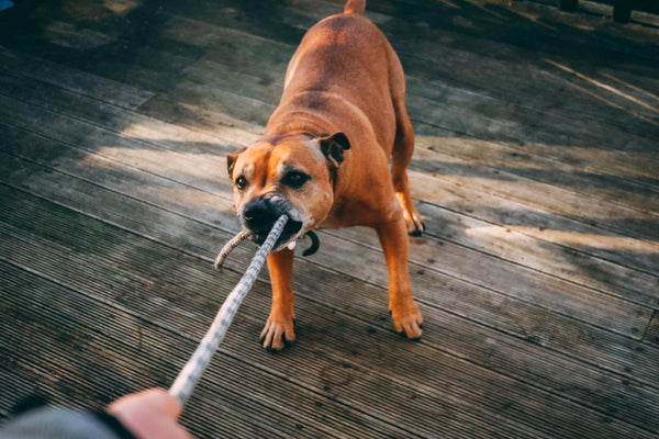 L'importance de jouer avec son chien pour son bien-être