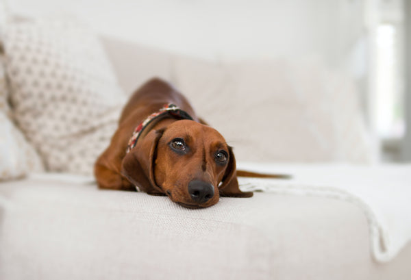 Les troubles comportementaux chez le chien liés à la santé : comment les identifier et les traiter