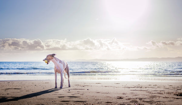 Les chiens et le soleil : Pourquoi nos amis à quatre pattes aiment se dorer la pilule ?