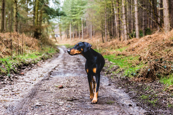 Pourquoi est-il nécessaire de vermifuger son chien ?