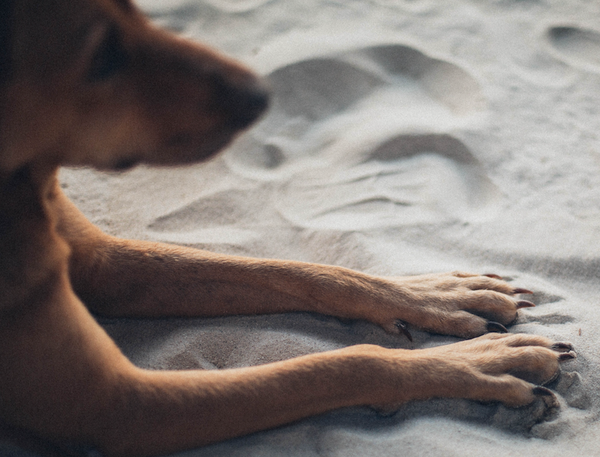 Prendre soin des griffes de votre chien : conseils et astuces