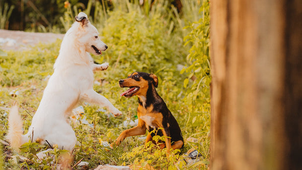 Comment les chiens communiquent entre eux ?