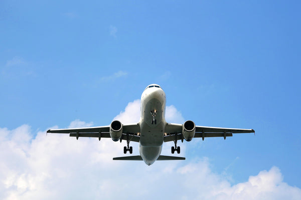 Voler avec son chien : et si Médor prenait l'avion ?
