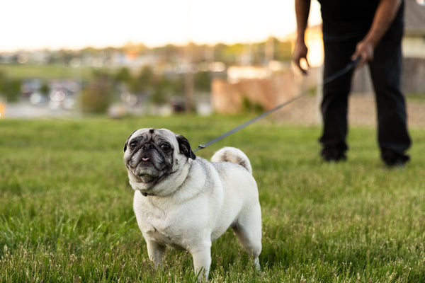 Quels sont les signes qui montrent que votre chien doit sortir ?