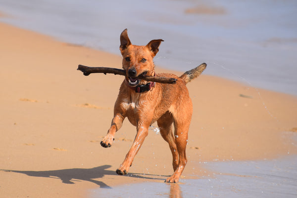 Emmener son chien à la plage et participer pleinement à son bien-être !