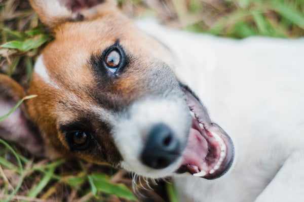 TOP 10 des chiens les plus sportifs