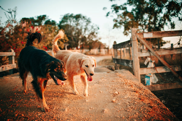Je dois faire garder mon chien, quelles solutions ?
