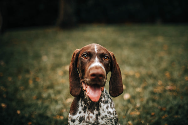 Pourquoi mon chien ne m'obéit pas ? Comprendre et résoudre le problème