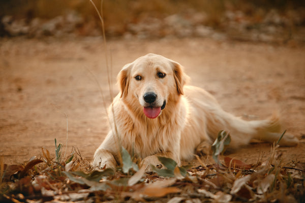À quoi ressemble un chien en bonne santé ?