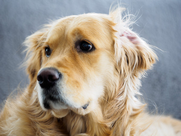 Des chiens de travail au métier inconnu mais incroyable !