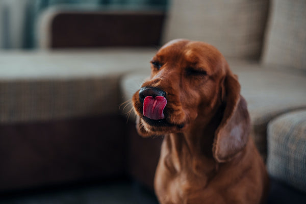 Et si les insectes pouvaient nourrir votre chien ?