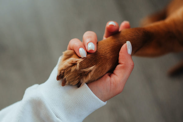 Comment apprendre à son chien à donner la patte ?