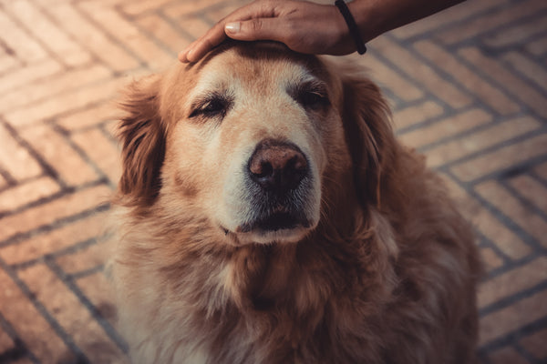 Comment soulager l'arthrose du chien ?