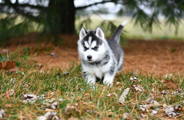 Comment apprendre la propreté à mon chien ?