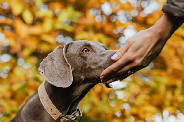 Comment préparer son chien à une chirurgie ?