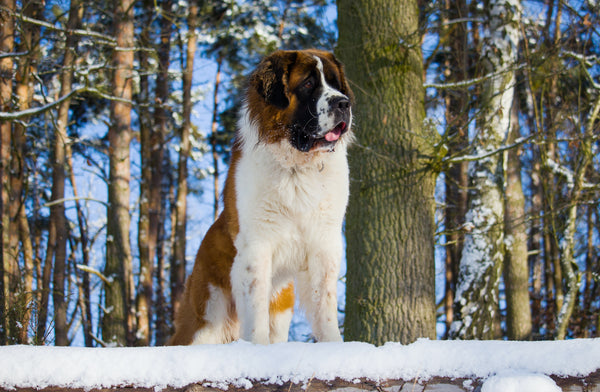 Les chiens dans le cinéma et la télévision