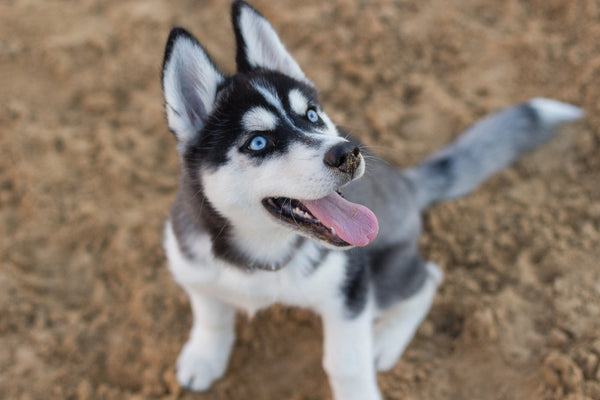 Les problèmes de peau chez le chien : causes, symptômes et traitements