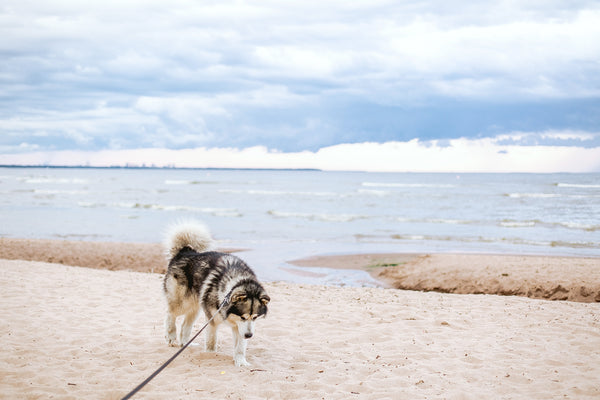 Quelle laisse choisir pour son chien ?