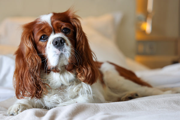 TOP 20 des chiens qui peuvent vivre en appartement