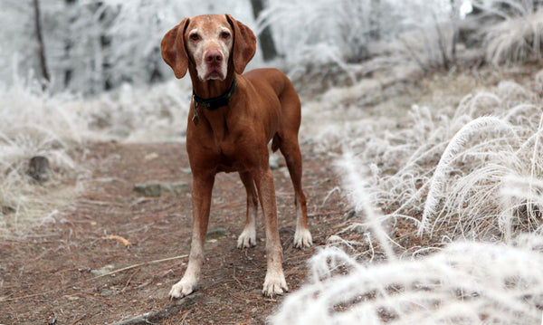 Les chiens âgés : comment prendre soin de leur santé et améliorer leur qualité de vie