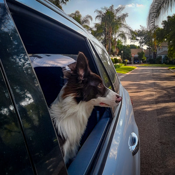 Voyager en voiture avec son chien : conseils pour un trajet agréable
