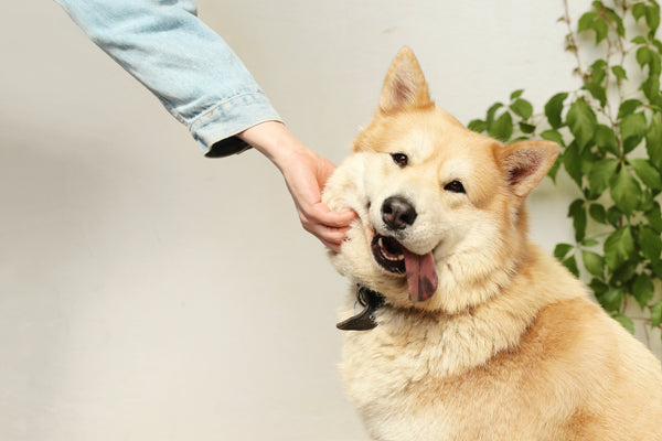 L'homéopathie pour les chiens : une approche naturelle pour la santé et le bien-être de votre compagnon