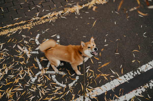 5 clés pour gérer l'excitation du chien au moment de la promenade