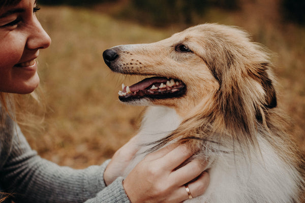 L'ostéopathie canine: une approche naturelle pour la santé de votre chien