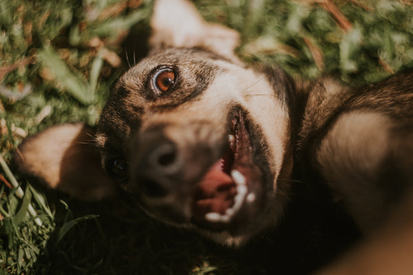 Les signaux d'apaisement du chien : reconnaître et comprendre ces messages essentiels