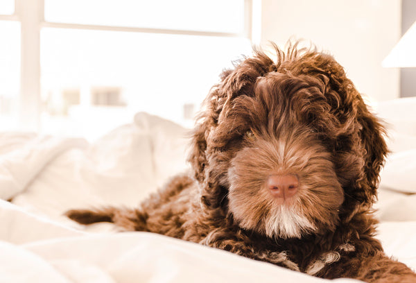 Comment apprendre à son chiot à dormir seul ?