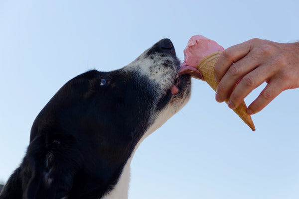 6 recettes de glaces maison pour rafraîchir votre chien