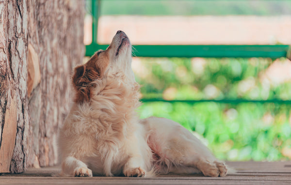 Pourquoi le chien fait-il le loup ? Analyse d'un comportement ancestral...