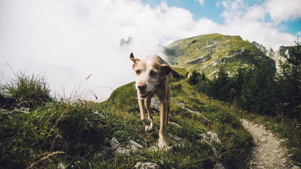 Découverte des ateliers de recherche et de pistage pour chiens