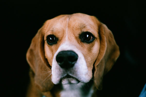 Le syndrome post traumatique du chien