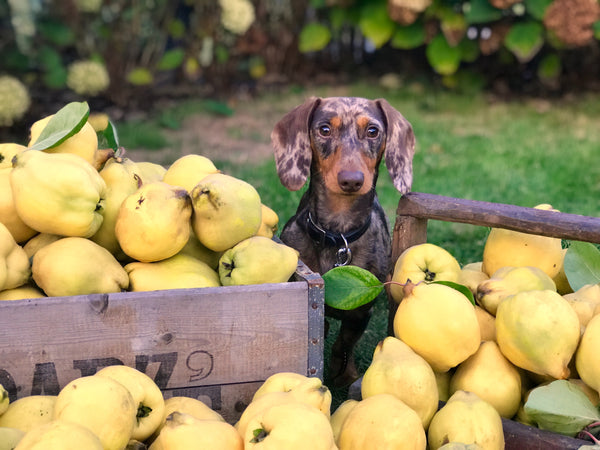 Comment alimenter son chien lorsqu'il est malade : adaptation alimentaire selon les maladies