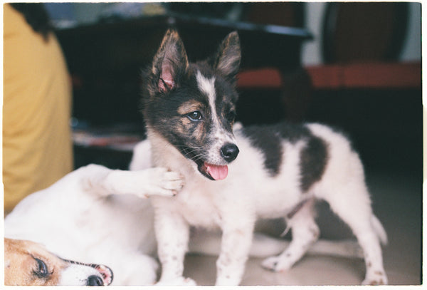 Guide complet pour apprendre les basiques à son chiot