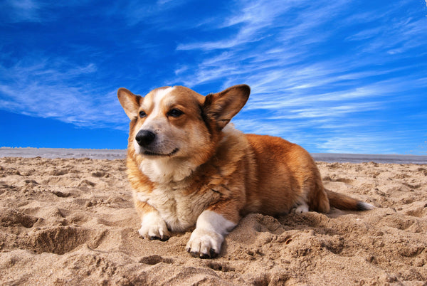 Guide des plages autorisées aux chiens en France