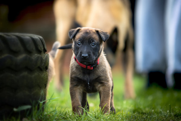 Pourquoi certains chiens lèchent-ils les babines de leurs congénères ?