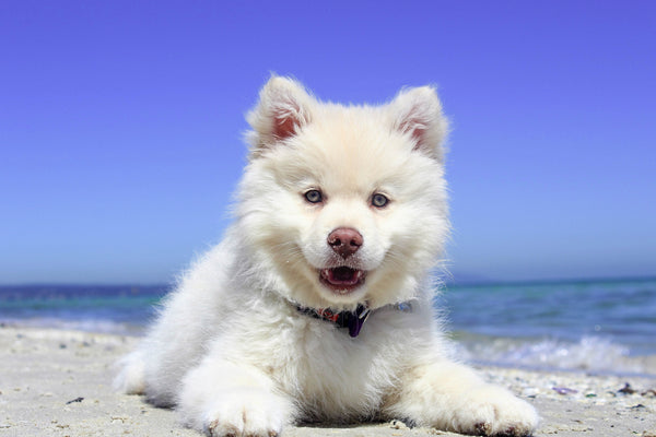 Pourquoi les chiens sont-ils excités quand il y a du vent ? Décryptage !