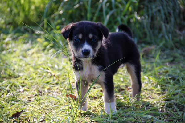 Pourquoi les chiens mangent-ils de l'herbe ?