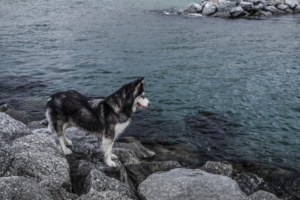 Balto, le chien héros qui a sauvé Nome