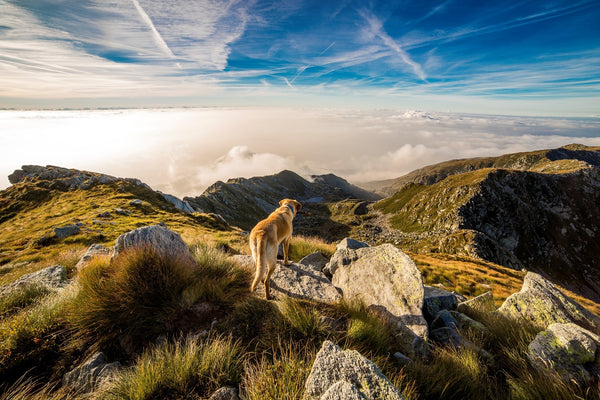 Le géocaching avec son chien : une activité de plein air ludique pour partir à l'aventure ensemble