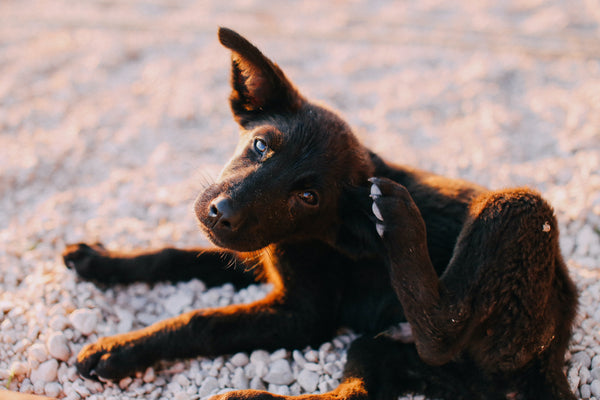 Puces et tiques : tout savoir pour protéger son chien
