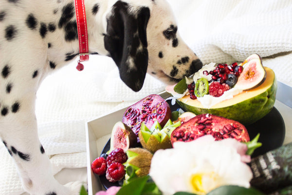 Les aliments du quotidien bons pour mon chien