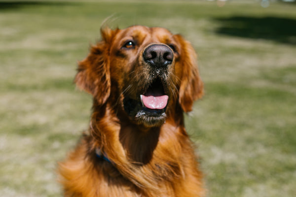 Que doit manger votre chien pour avoir un beau poil ?