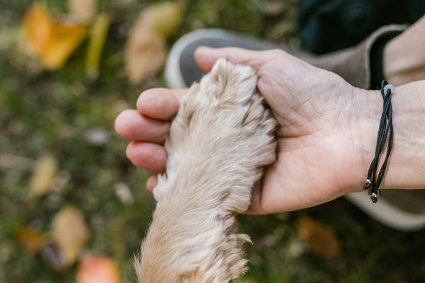 Chiens et thérapie : comment les chiens d'assistance peuvent changer la vie d'humains