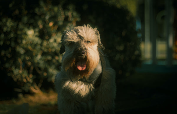 L'Intoxication chez le Chien : symptômes, causes et traitements