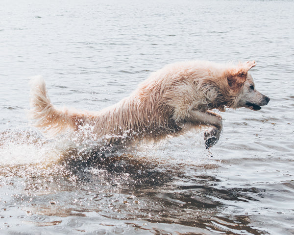 Le dock diving : une plongée rafraîchissante dans le monde des sports canins