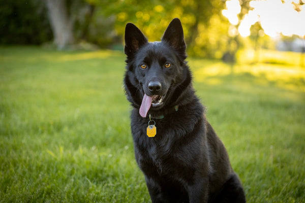 Les 7 races de chiens les moins connues !
