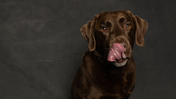 Pourquoi mon chien mange-t-il des excréments ?